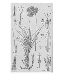 Image result for Danthoniopsis dinteri