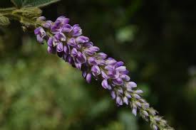 Image result for Polhillides velutina