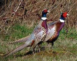 Ringneck Pheasants State Bird Of South Dakota Pheasant Hunting Pheasant Ring Necked Pheasant
