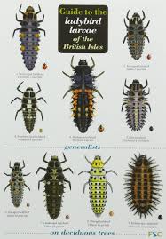 Guide To The Ladybird Larvae Of The British Isles Chart
