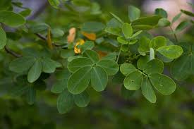 Image result for Senna bicapsularis