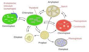 Located at the shoot and root tips, meristems are the source of undifferentiated cells in plants. The Cell 6 Non Vesicular Plastids Atlas Of Plant And Animal Histology
