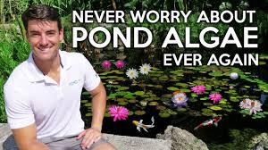 Algae In Koi Ponds Learn This Lesson Have A Clear Water Garden For Life Get Rid Of Pond Algae Youtube
