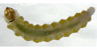 Image result for Stigmella lemniscella