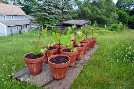 Image result for grapevine cuttings