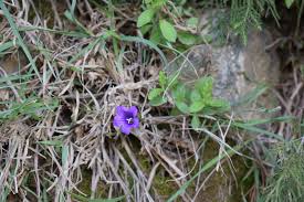 Image result for Campanula edulis