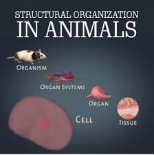 We did not find results for: Chapter 7 Structural Organisation In Animals Biology For Medical Entrance Exams