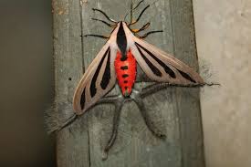 Australian Insects from Hell | TikTok