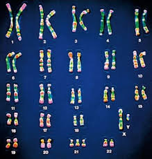 Page 1 dna mutations worksheet name: Mutation Accessscience From Mcgraw Hill Education