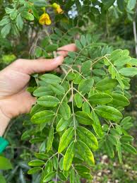 Image result for Erythrostemon