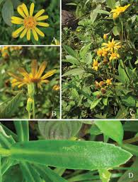 Image result for Senecio aetfatensis