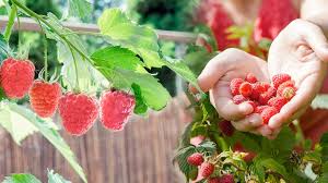 Obst Anbauen Auf Balkon Und Terrasse 10 Fruchte Die Gelingen Pflanzen Terrasse Bepflanzen Und Balkon Pflanzen