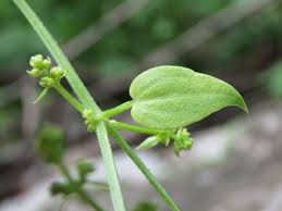 Image result for Rubia cordifolia