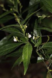 Image result for Justicia scandens