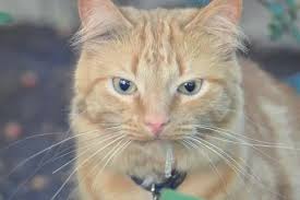 Squamous cell carcinoma cancer is often detected too late and treatments prove ineffective. Why Is My Cat Drooling Petskb