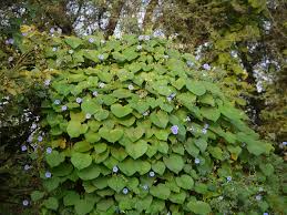 Image result for Ipomoea parasitica