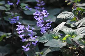 Image result for Plectranthus chimanimanensis