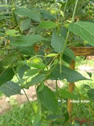 Image result for Tragia glabrata