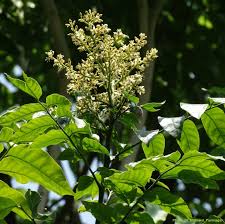 Image result for Clausena lansium