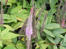 Image result for Uraria