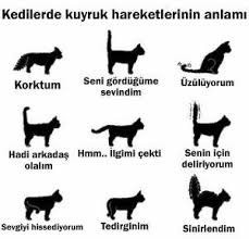 Kedinizi Anlayin 2020 Kedi Kopek Egitimi Evcil Hayvan Urunleri