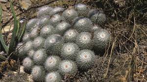 This tutorial walks you though every step so. Mammillaria Cactus Care Learn To Grow The Pincushion Cactus
