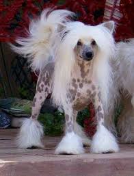 chinese crested dog crest vue s spotted image de krishna female hairless chinese crested dog chinese crested hairless dog