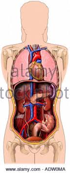 Muscles of the abdomen and ribs laminated anatomy chart. Anatomy Of The Female Abdomen And Pelvis Stock Photo Alamy