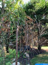 Weeping Cherry Of A Friend S Is Dying Thoughts General Fruit Growing Growing Fruit