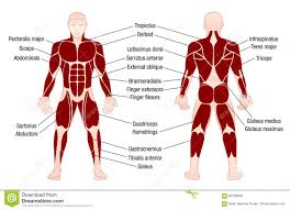 Muscles Chart Description Muscular Body Man Stock Vector