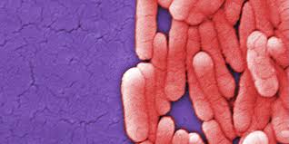 Salmonella Disease Or Condition Of The Week Cdc