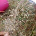 Image result for Eragrostis unioloides
