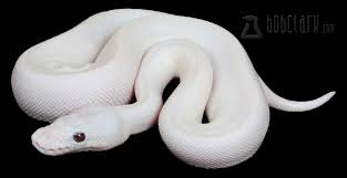 Description of a 2015 hatchling that came out amazing looking this past season! Ball Pythons For Sale By Gene Morphmarket Usa
