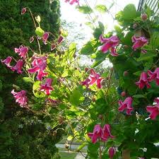 Check spelling or type a new query. Clematis Happy Diana Plamienok Slovensketrvalky Sk Kvety Kry Ovocie Do Zahrady Slovensketrvalky Sk