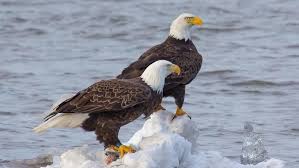 What Is A Female Eagle Called Pet Birds Eagle Bald Eagle