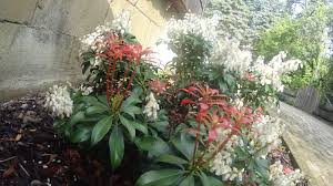 0 more photos view gallery. Schattenglockchen Bonfire Pieris Japonica Bonfire Baumschule Horstmann