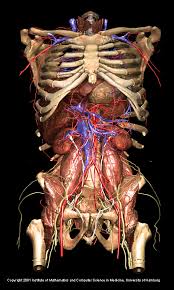 This diagram depicts human body muscle diagram. Torso And Internal Organs Of The Visible Human