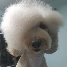 We did not find results for: Poodles Groom To Bloom