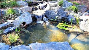 And while we always recommend you use a proper filtration system if you have a heavily stocked pond, you can get. The Key To Keeping Your Pond Clear And Thriving