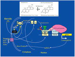 5a Reductase Isozymes In The Prostate Abstract Europe Pmc