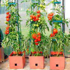 With these tips you will grow great tasting tomatoes in containers and grow bags! Tomato Success Kit Dobies