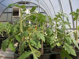 Abnormal growth is a classic symptom caused by many virus diseases. Ethylene Damage On Tomato Plants Purdue University Vegetable Crops Hotline