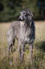 A day in the life of this breed. 25 Biggest Giant Dog Breeds Largest Dog Breed Photos