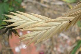 Image result for Bromus catharticus