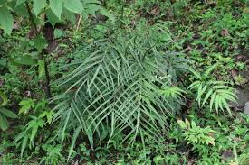 Image result for Pteris burtonii