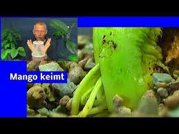 Mango Keimt Exotische Pflanzen In Der Anzucht Gedanken Zum Weiteren Filmen Youtube