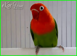 Lovebird lutino memiliki warna yang sangat cerah dan mencolok. 15 Warna Lovebird Paling Mahal Di Indonesia Harganya Bisa Mencapai Jutaan Rupiah Ekor9 Com Ekor9 Com
