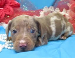 Litter Of 9 Dachshund Puppies For Sale In Foyil Ok Adn 61969 On Puppyfinder Com Gender Male S And Fe Dachshund Puppies Dachshund Puppies For Sale Dachshund