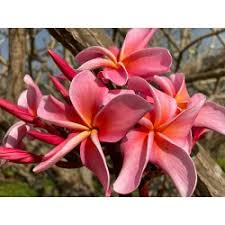 Maybe you would like to learn more about one of these? Maui Plumeria Gardens