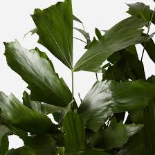 Image result for Caryota